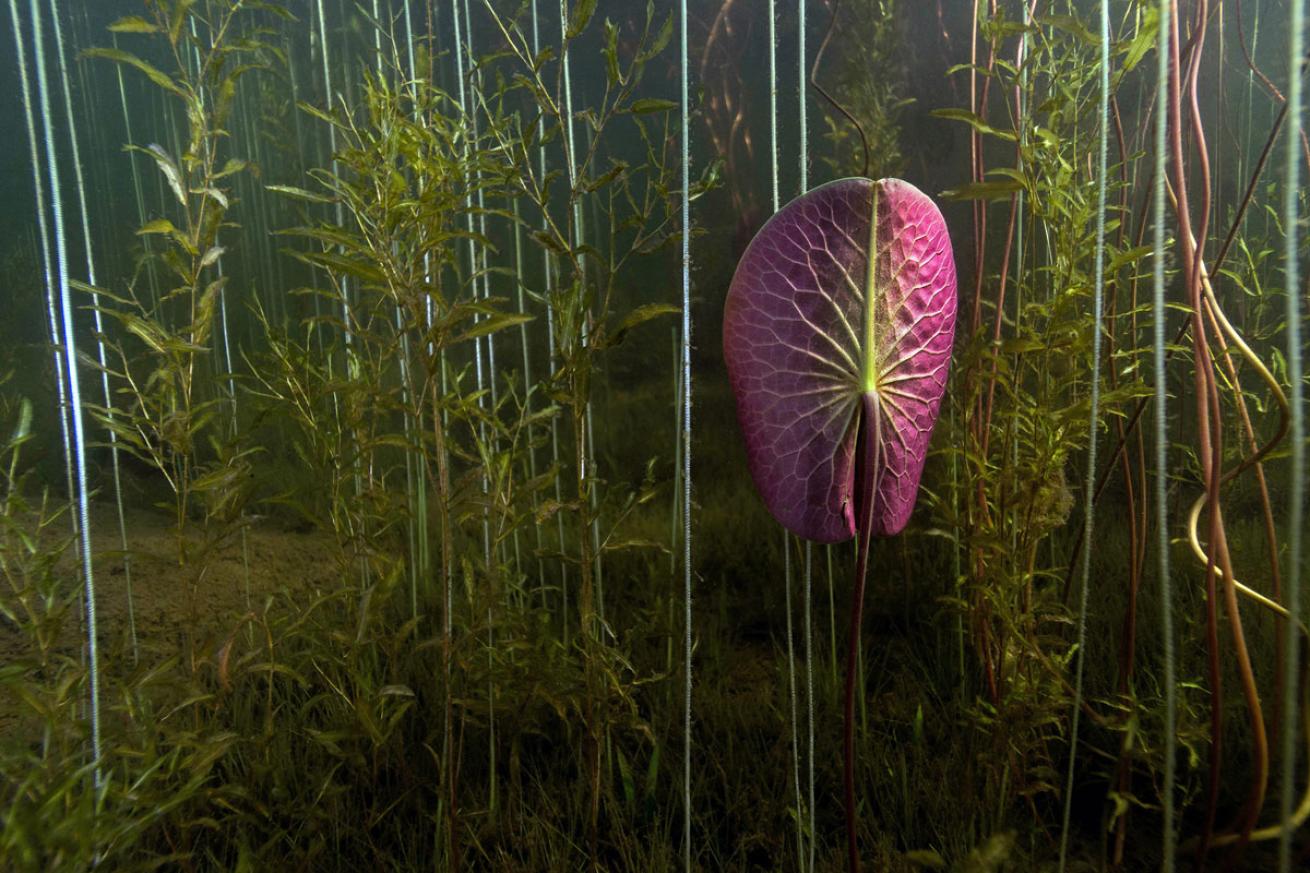 Pink Lily Pad Underwater