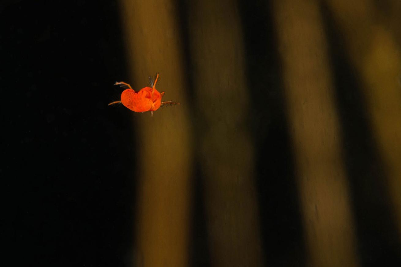 Underwater Water Mite in Canada