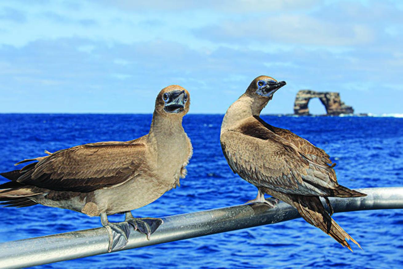 Galapagos birds