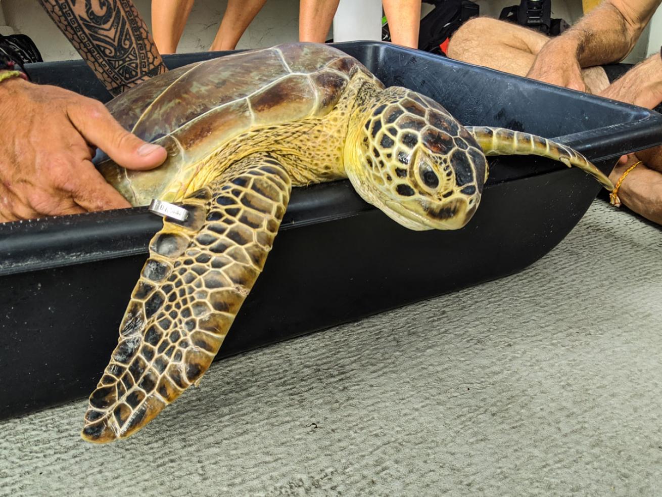 Sea Turtle Released