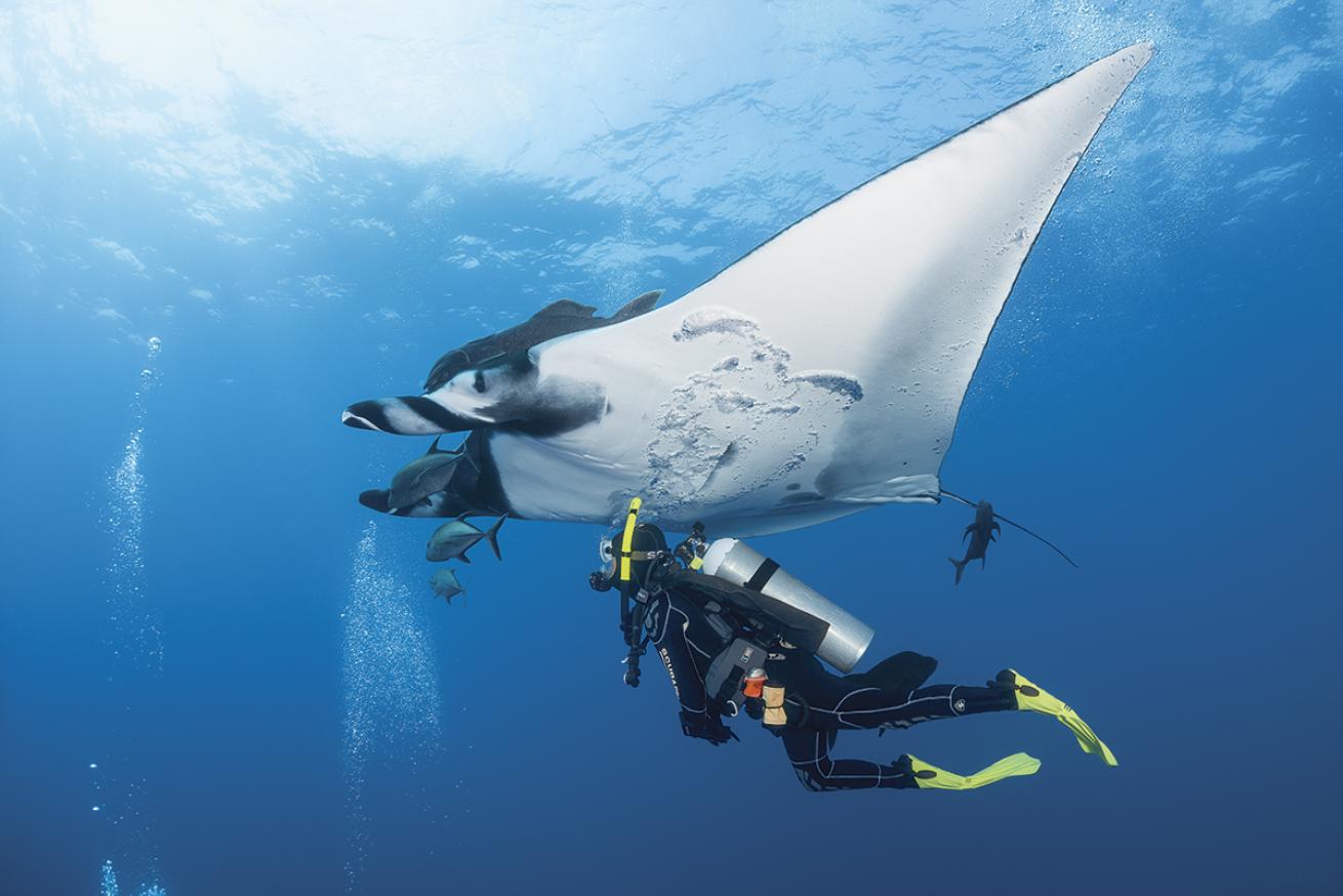 Diver with a manta ray