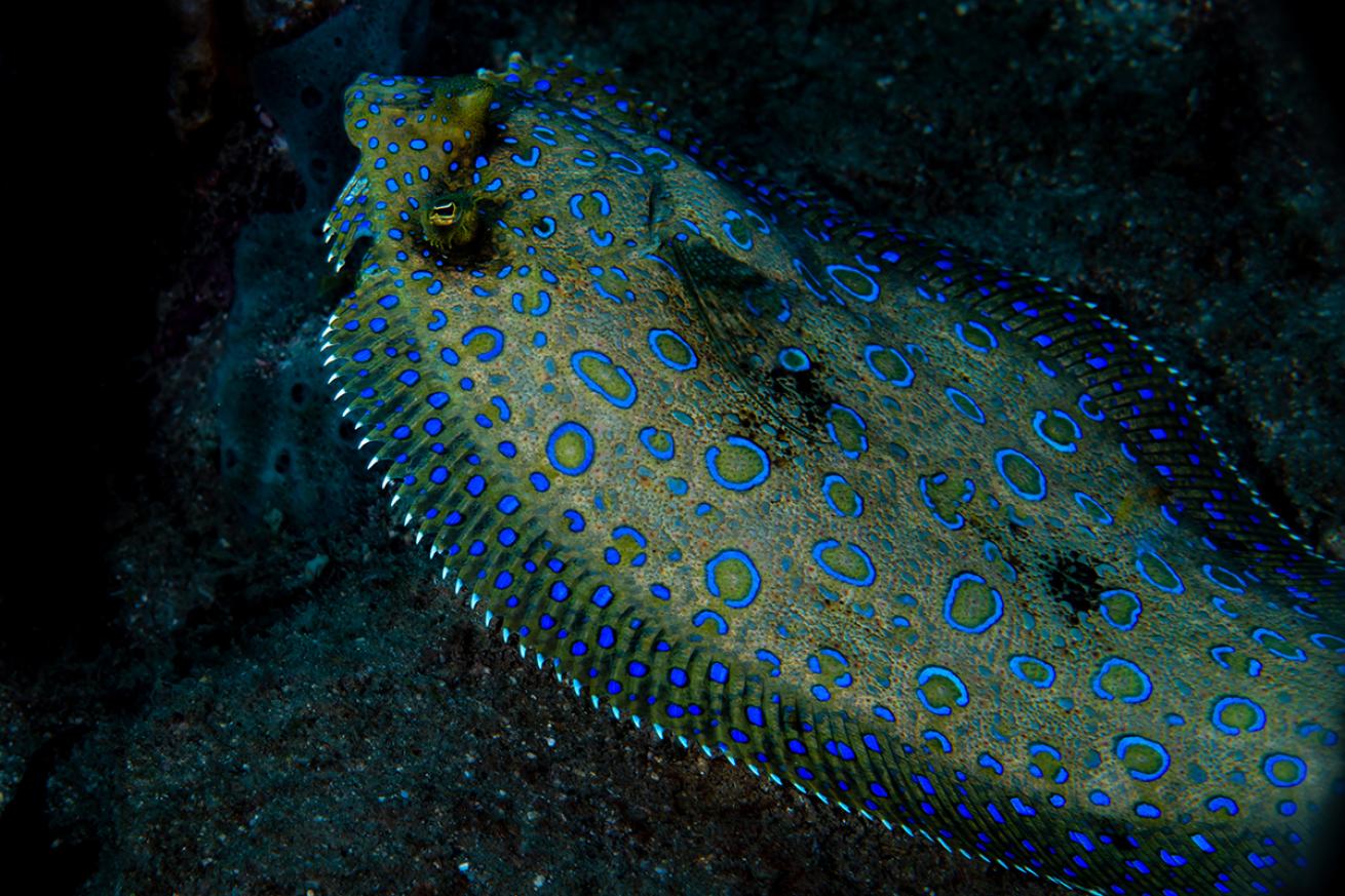 Peacock flounder