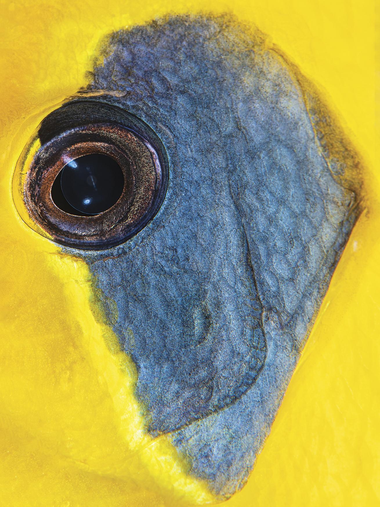 Close up shot of a butterfly fish eye