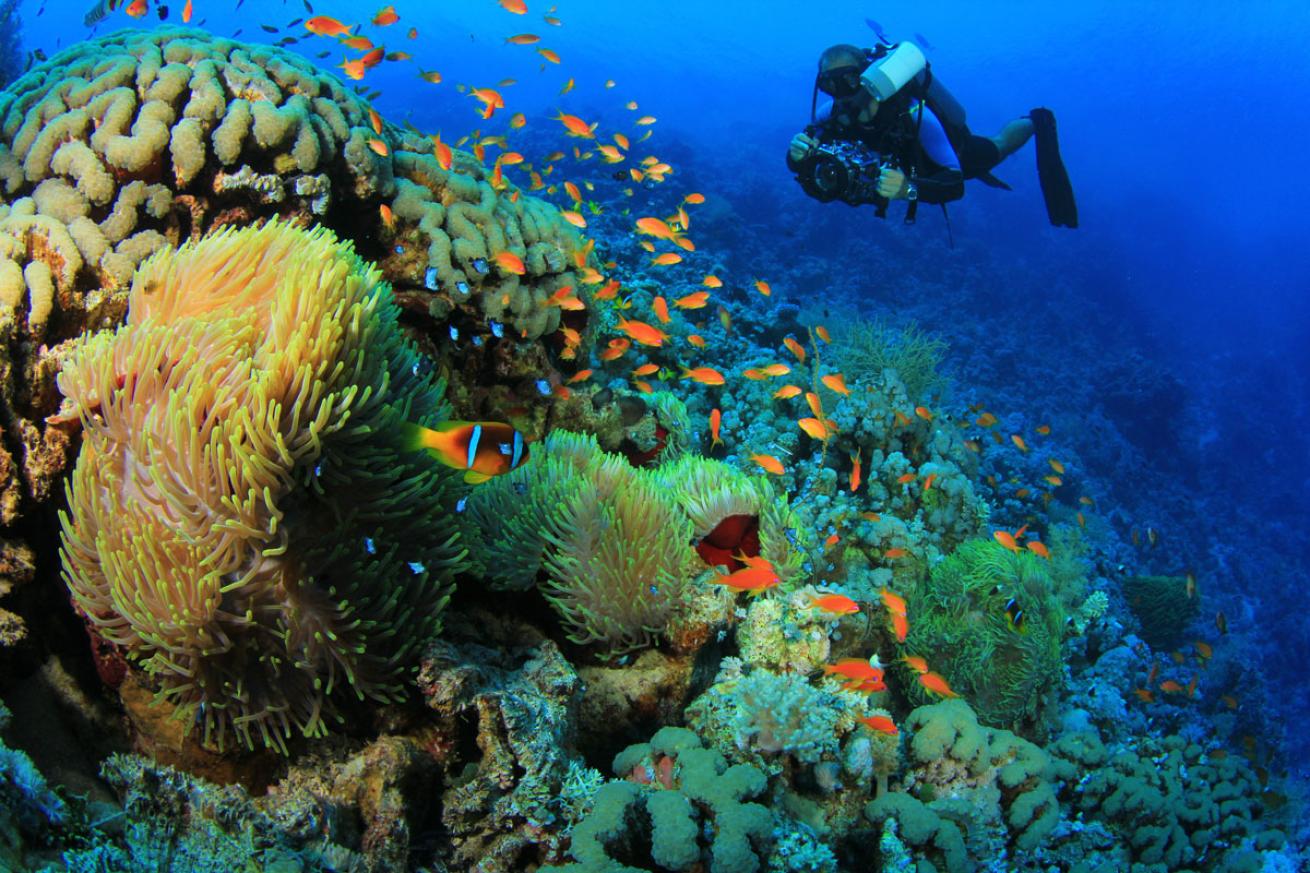 Underwater Photographer Red Sea