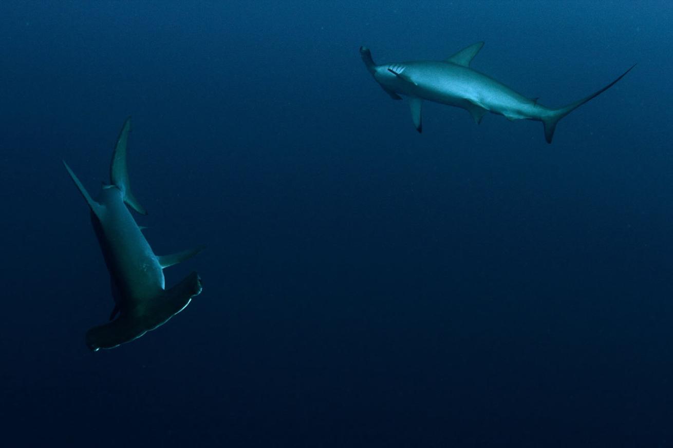 Hammerhead Sharks in Red Sea
