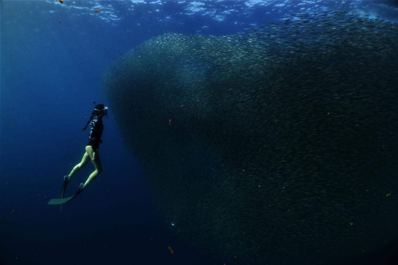 Freediver with sardine school