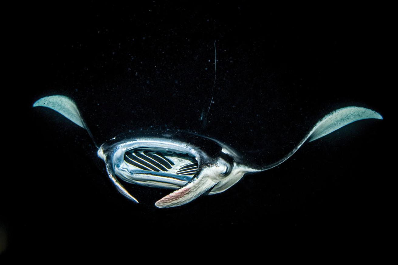 Manta Night Dive in Kona, Hawaii