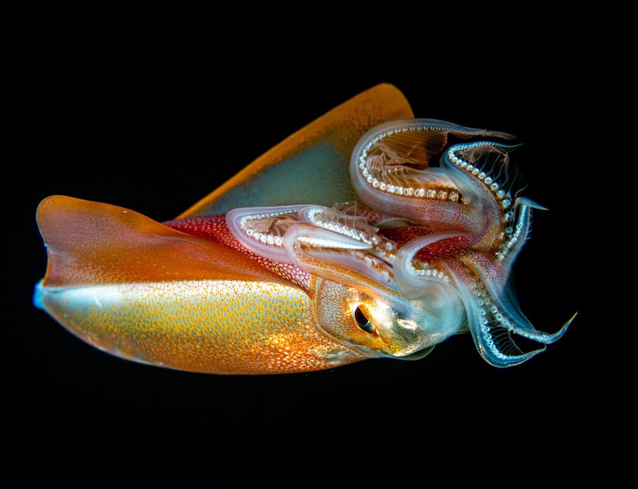 rhomboid squid