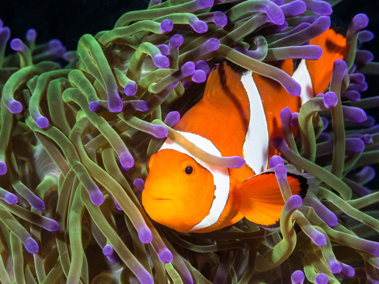 Clownfish Underwater Exposure