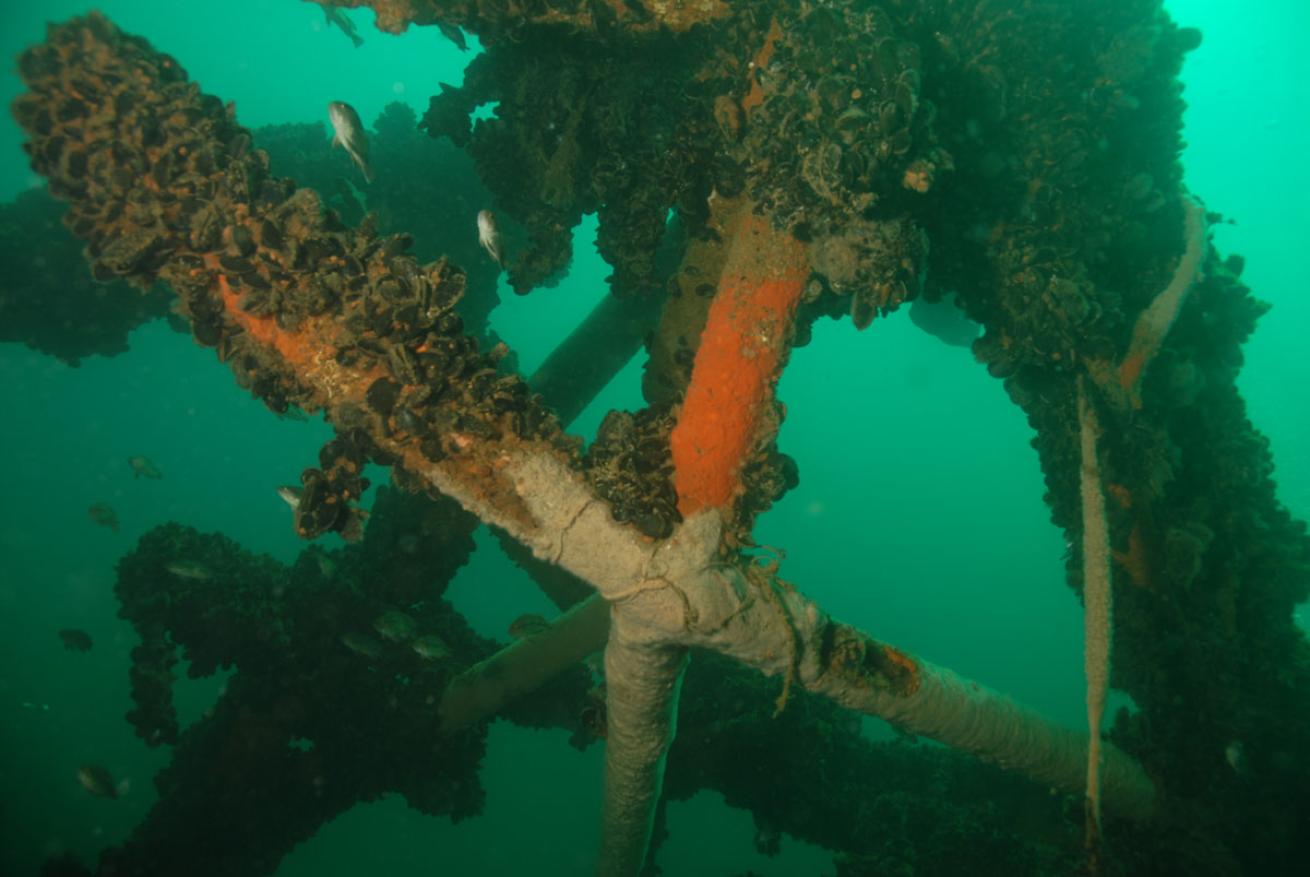 Virginia Beach Shipwreck 