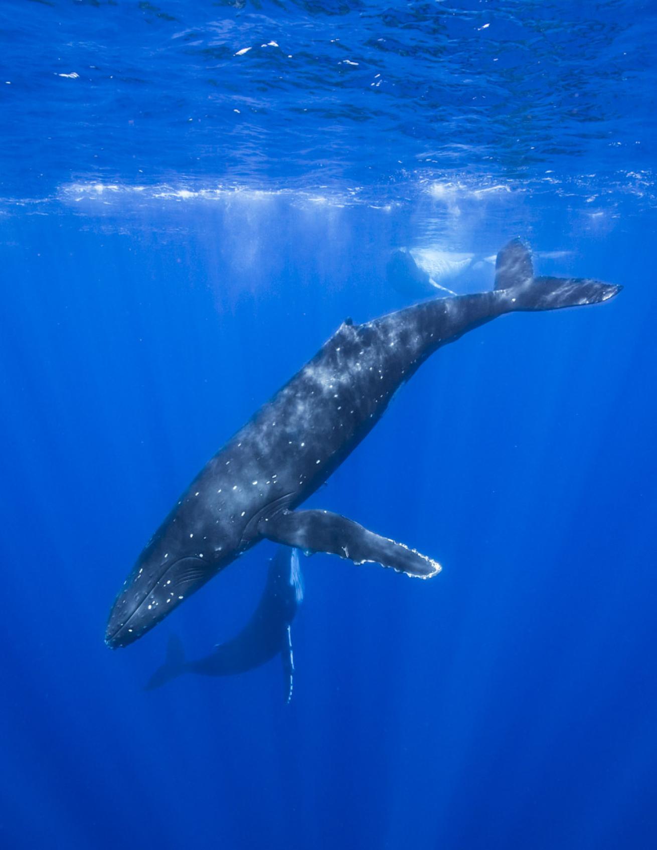 Humpback Whale Moorea