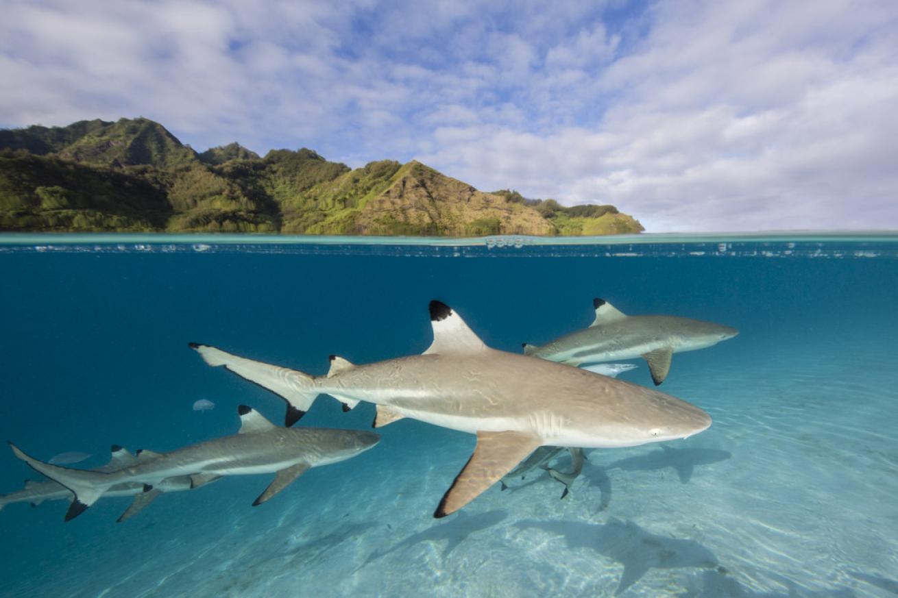 Blacktip Sharks Moorea