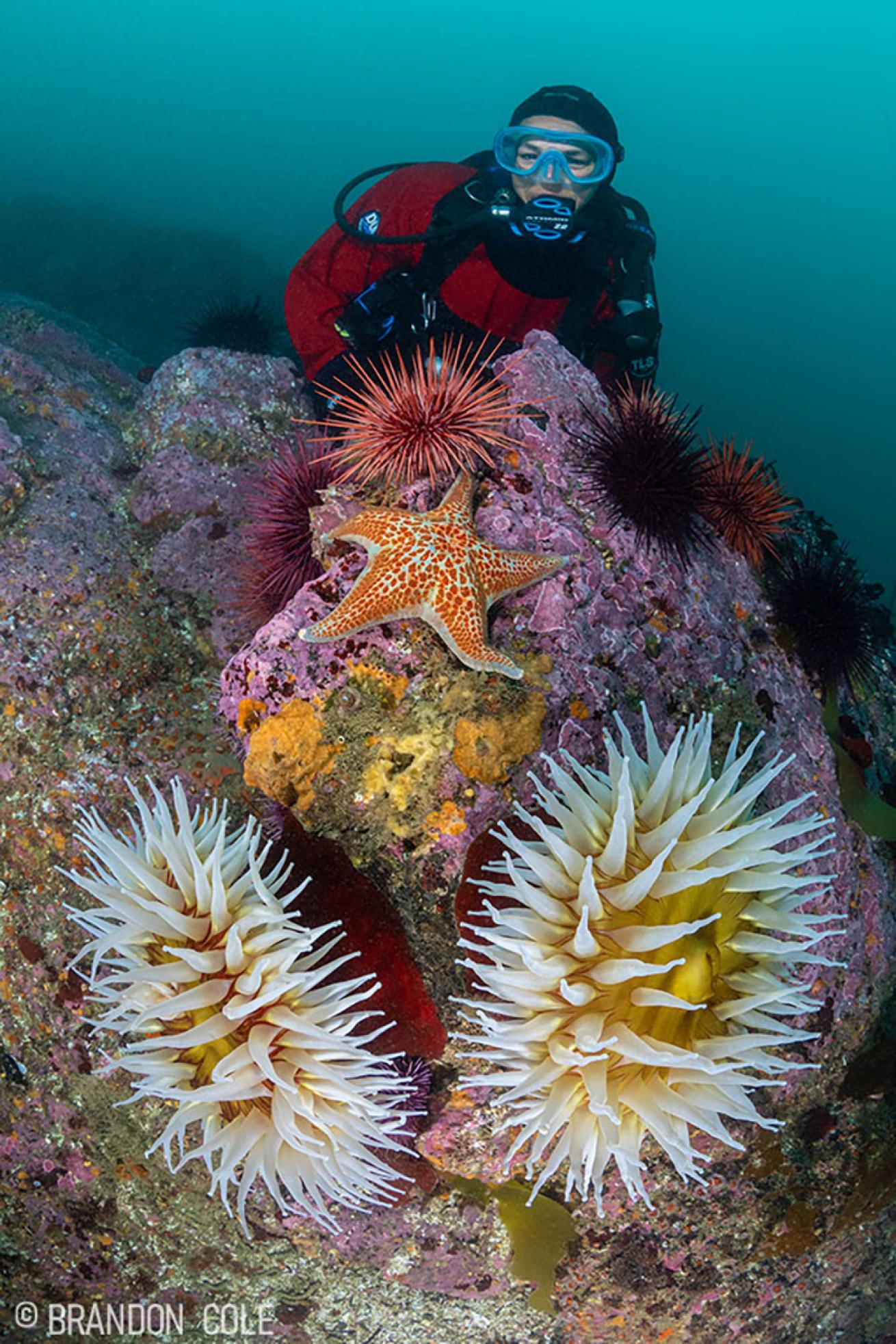 Sea star and diver with giant anemones