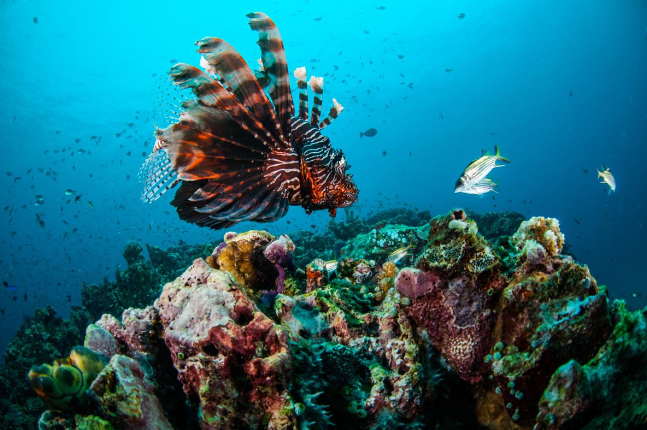 Common Lionfish Gili Islands