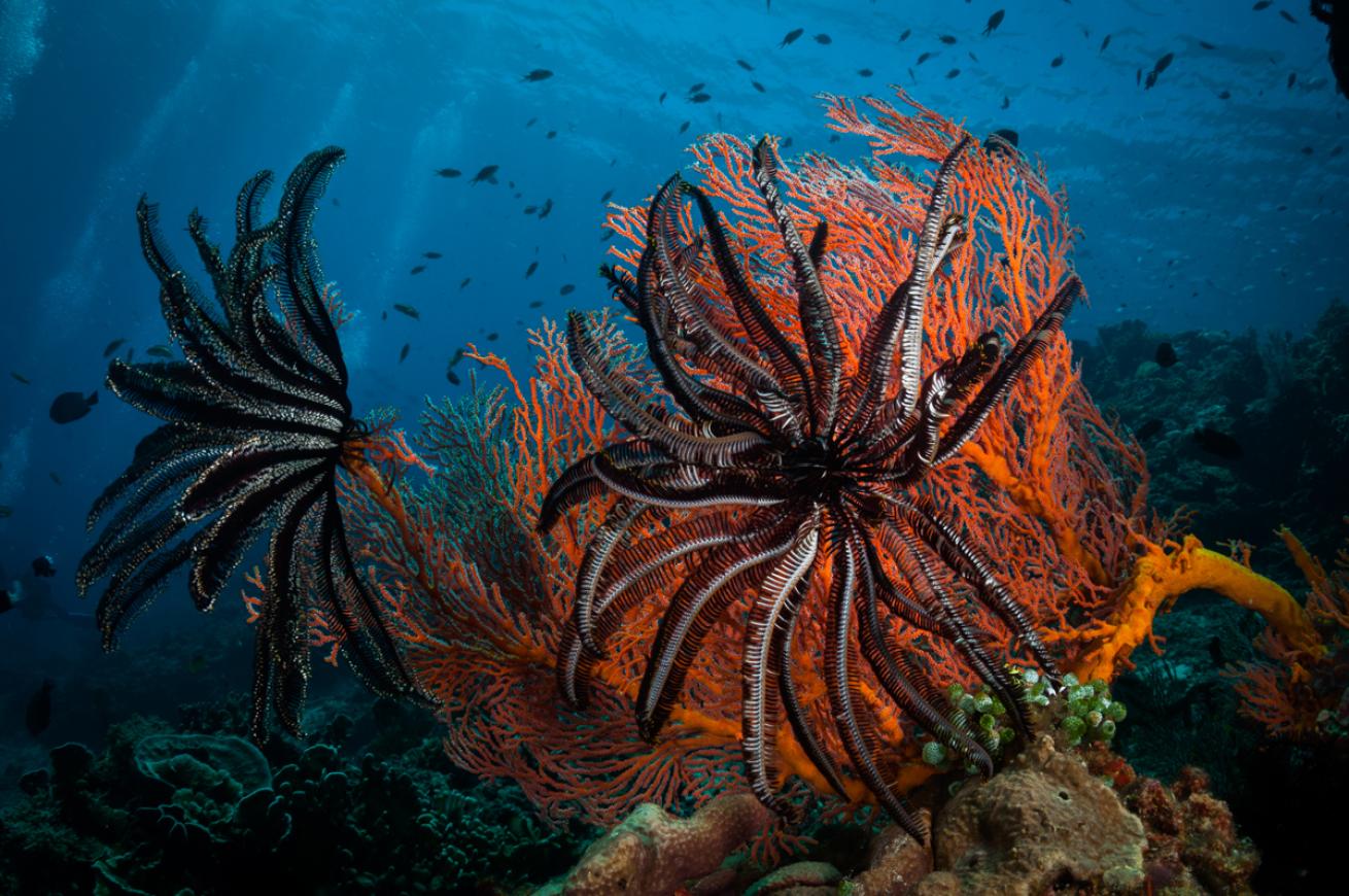 Feather Stars in Gili Islands