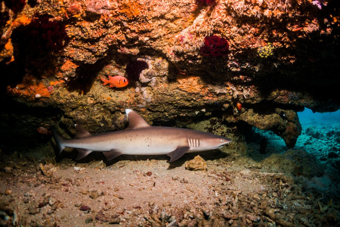 Whitetip Reef Shark in Gili Islands