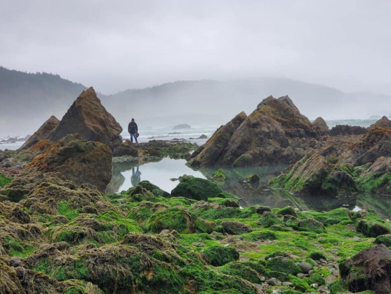 Shallow abalone picking