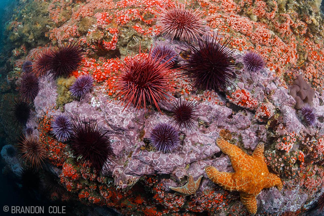 Orange sea star in a purple urchin barren