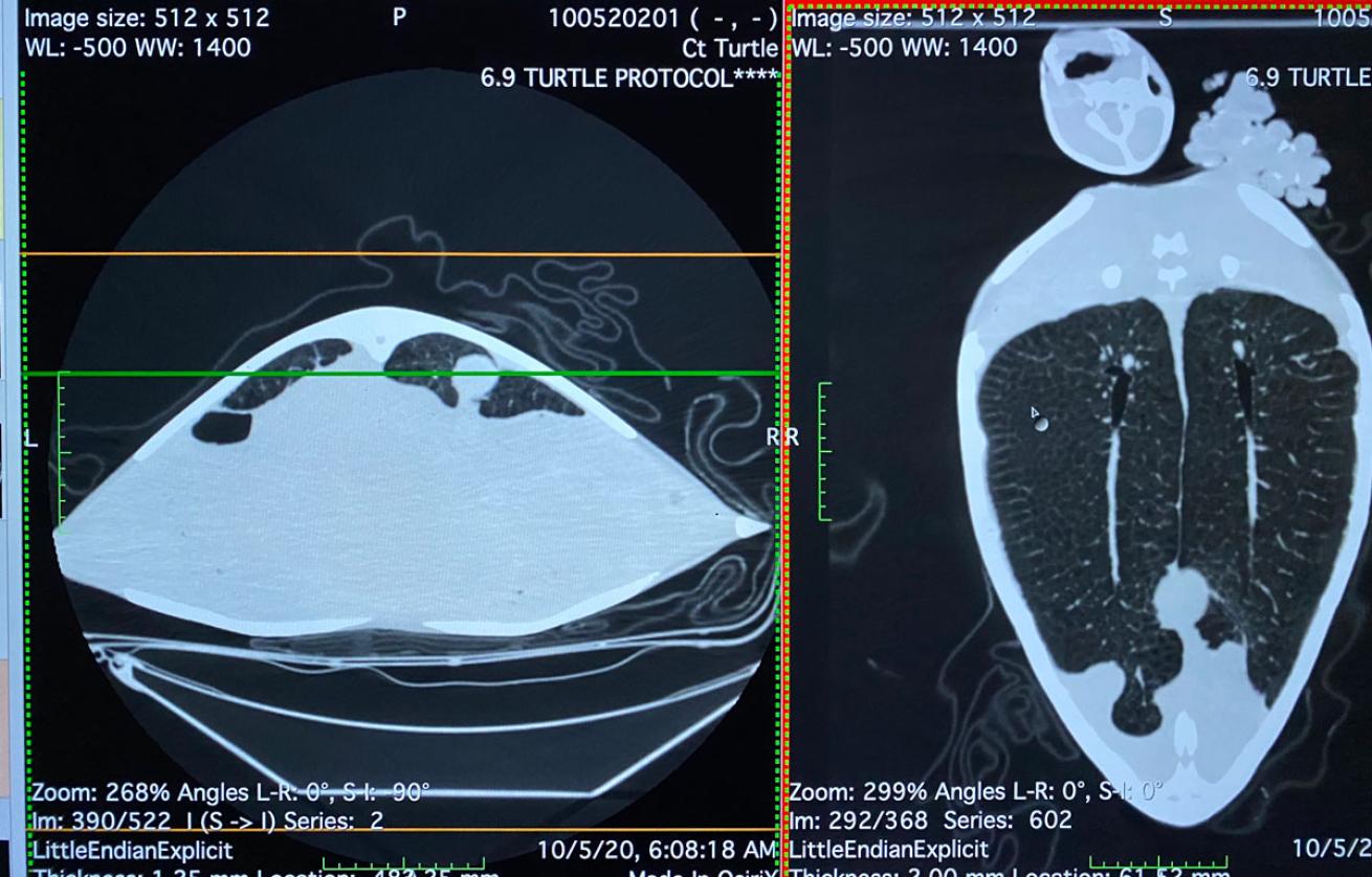 Green Sea Turtle CT Scan
