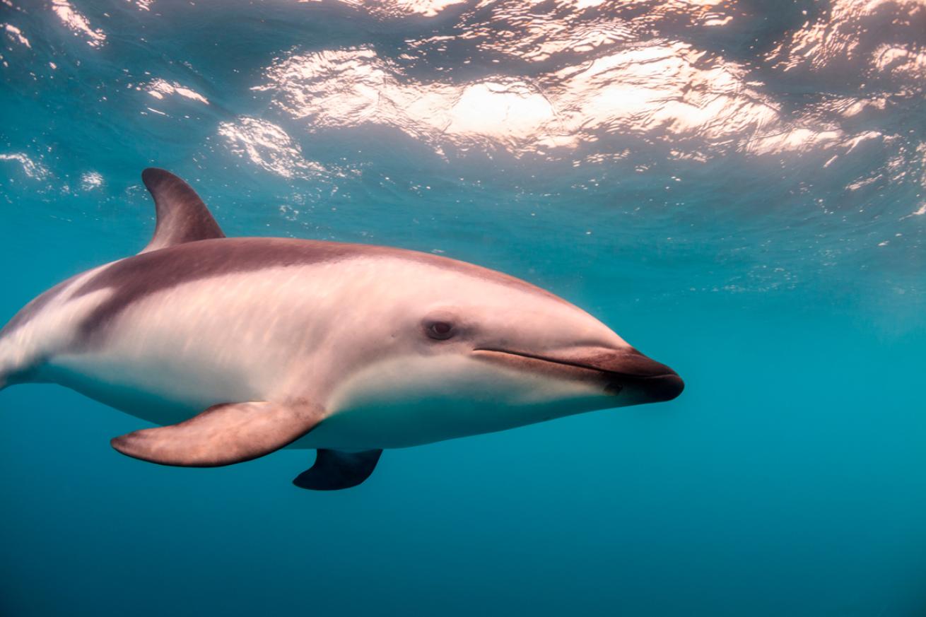 Dusky Dolphin in New Zealand