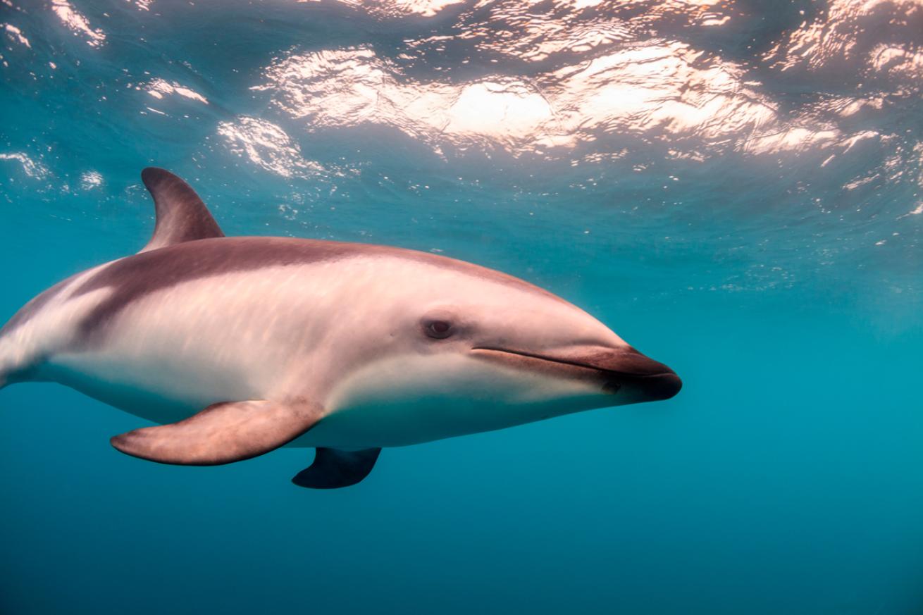 Dusky Dolphin in New Zealand