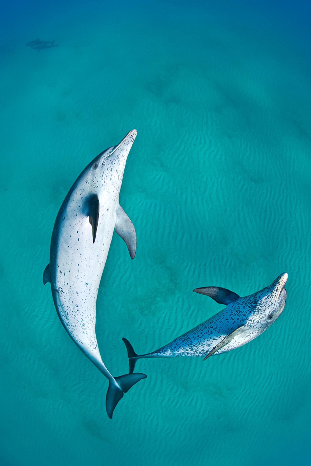 Dolphins play underwater
