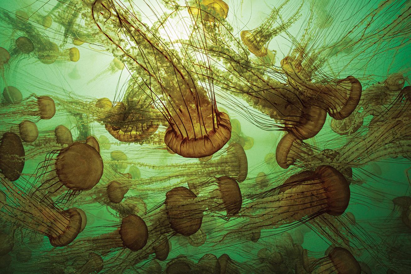 Stinging Pacific sea nettle jellyfish