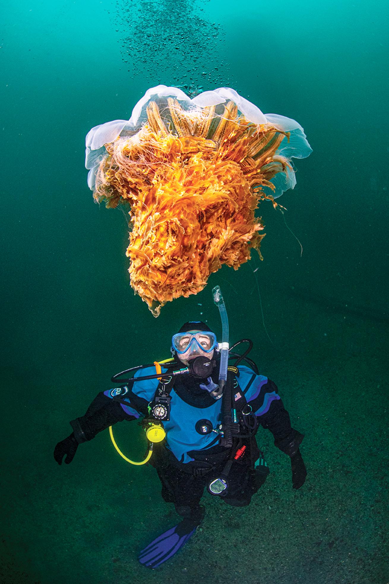Drysuit diver watches a jellyfish