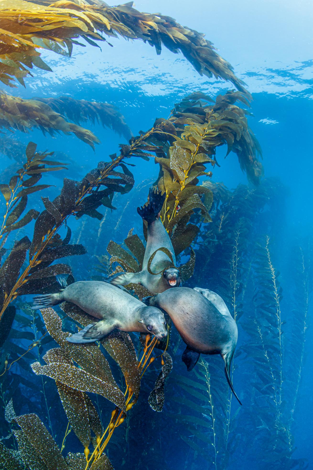 Sea lions underwater in California 