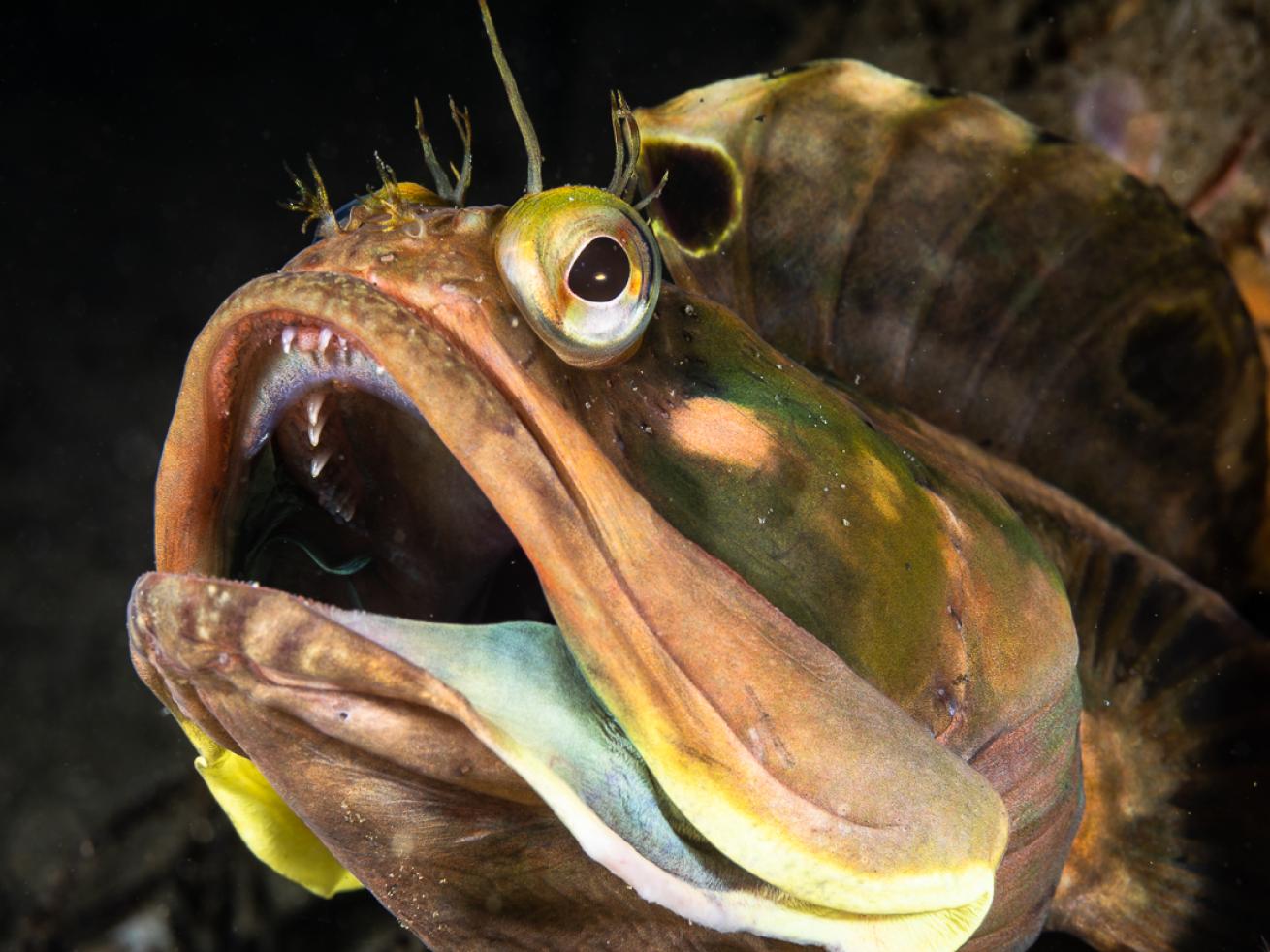 Sarcastic Fringehead Fish