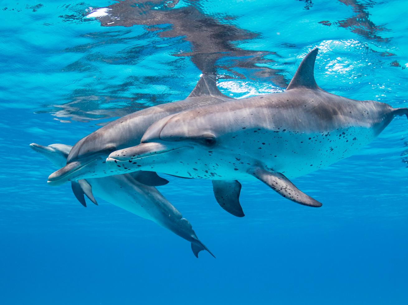 Atlantic Spotted Dolphins 