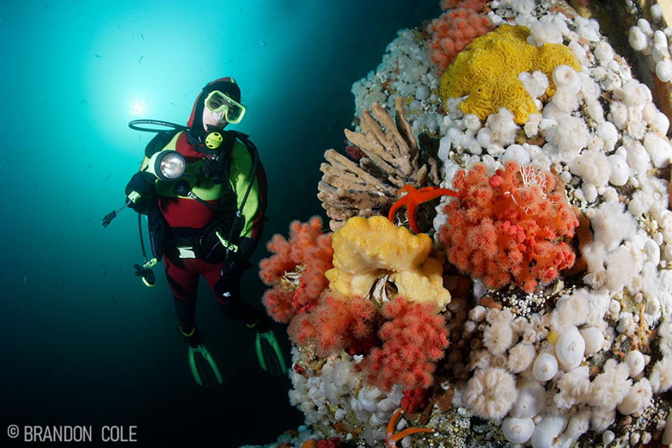 A diver with soft corals