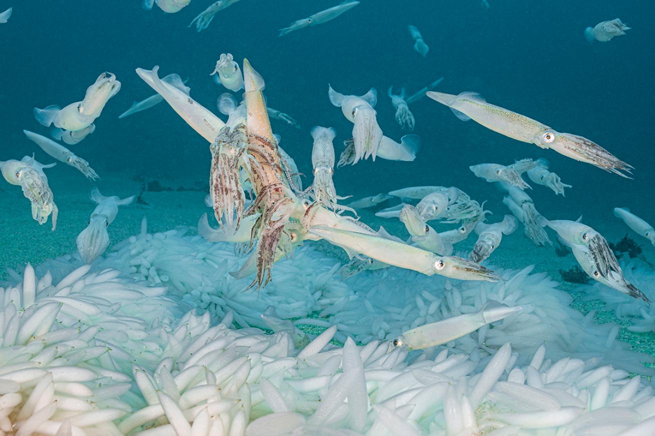 Multiple male squid grasp a female, competing to mate