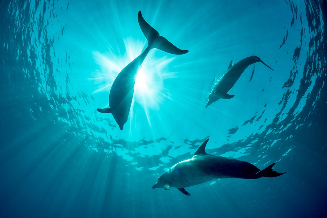 Dolphins playing with sunburst in background