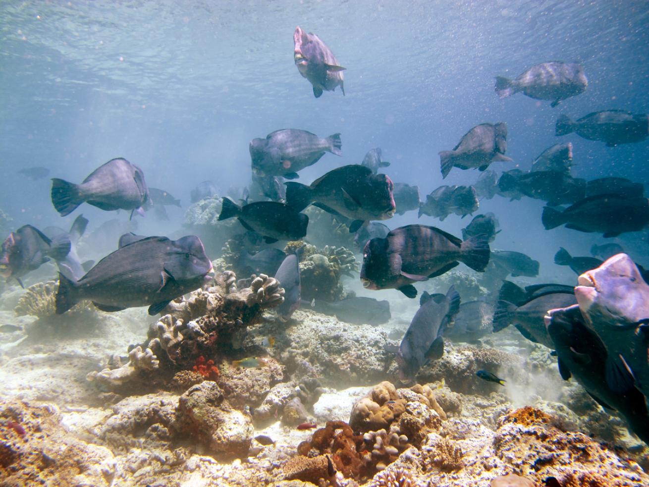 Bumphead Parrotfish on Reef