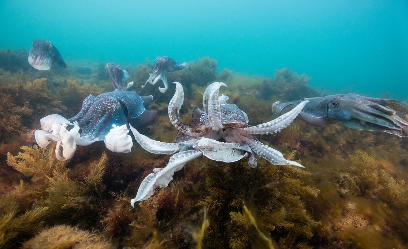 Cuttlefish Aggregation in Australia