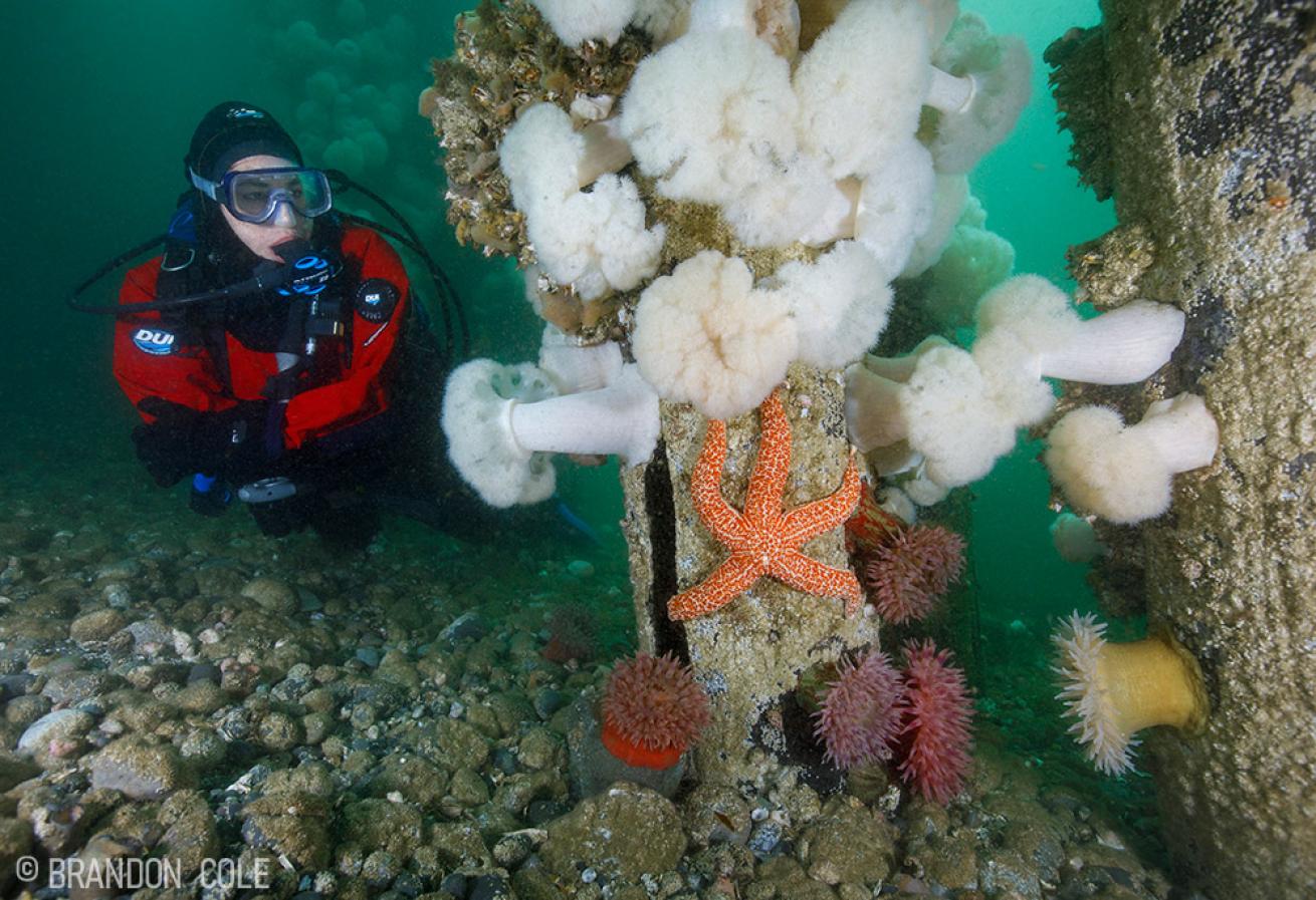 A scuba diver by pilings in Fort Casey State Park