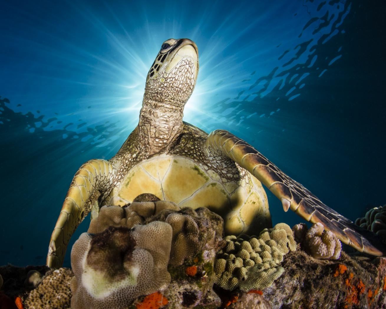 Sea turtle on coral