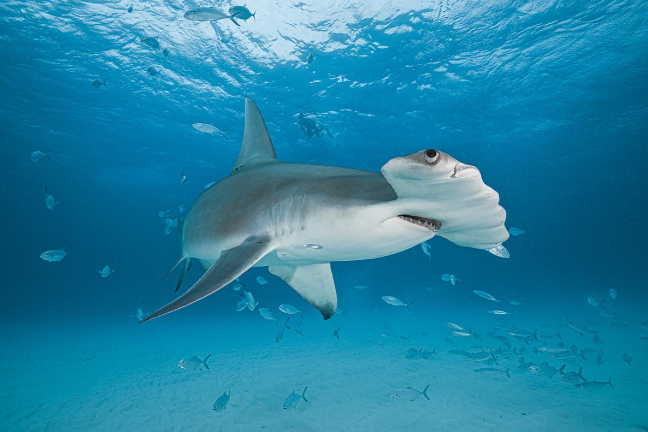 Hammerhead shark