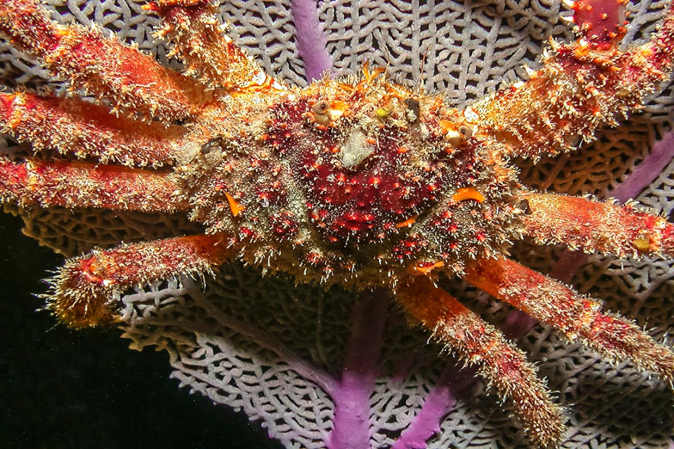 King crab