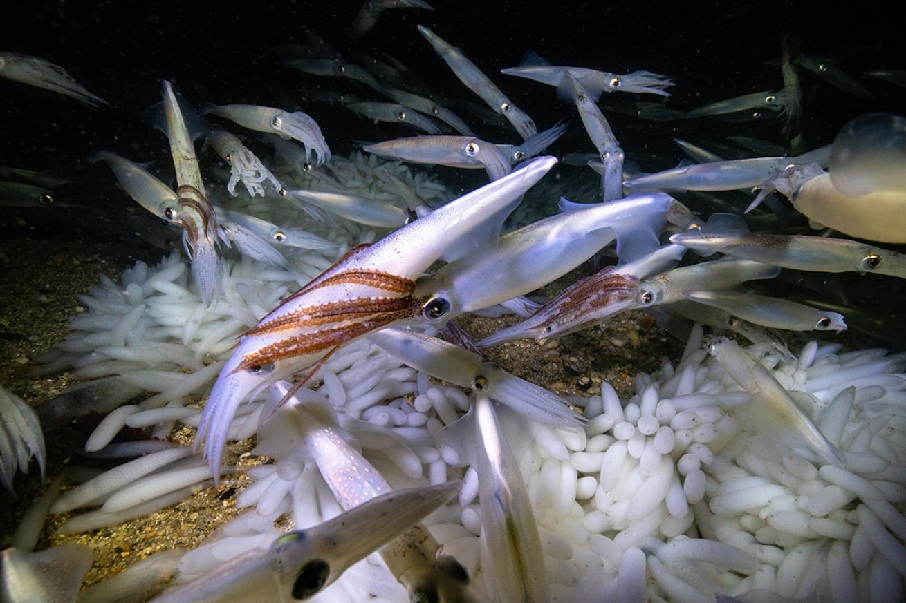 Squid mating aggregation in Monterey Bay