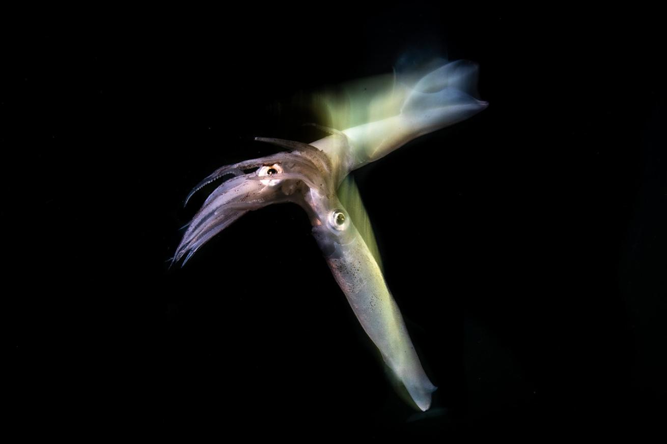 Squid mating in Monterey Bay