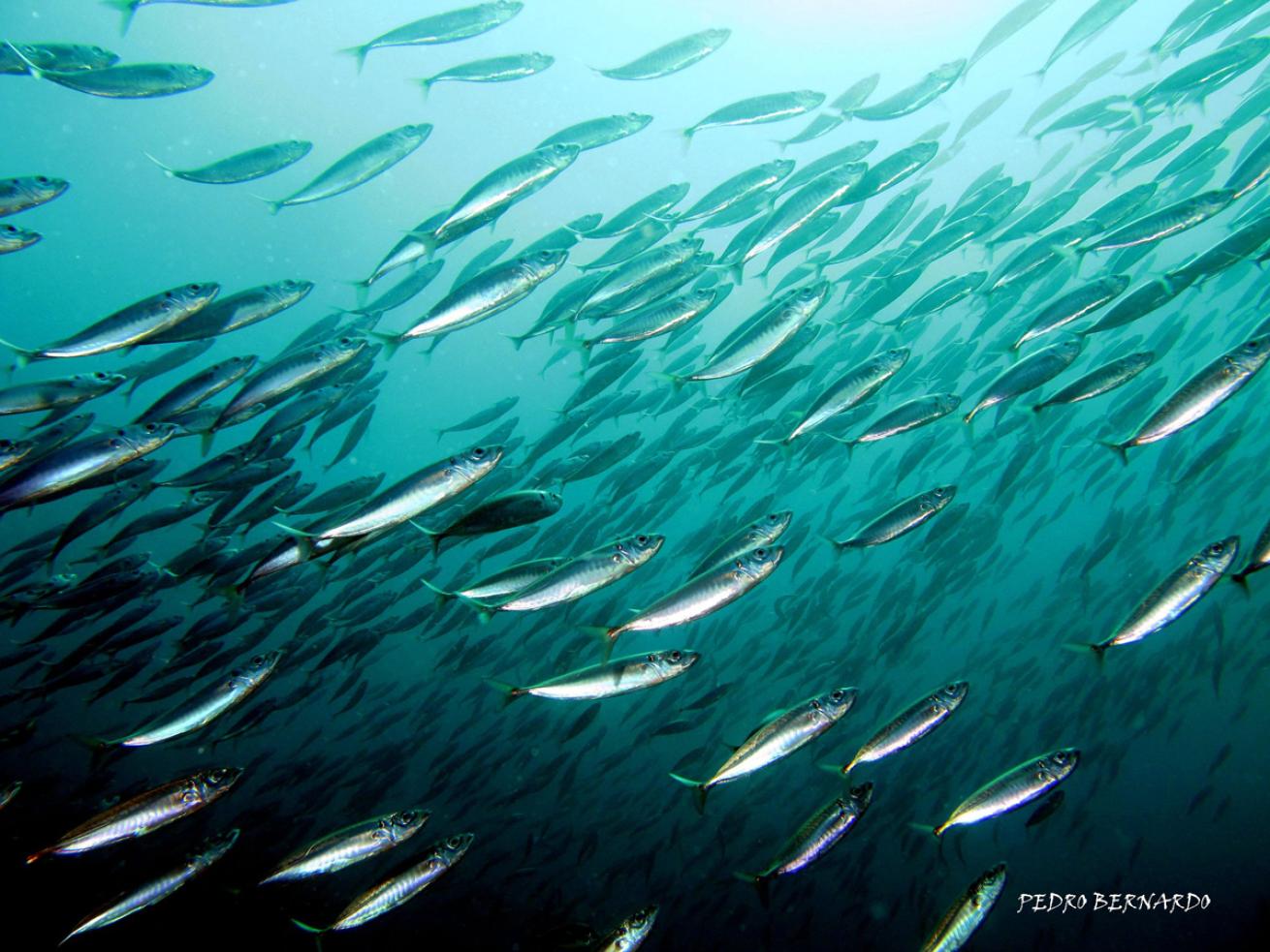 School of Fish in Portugal 