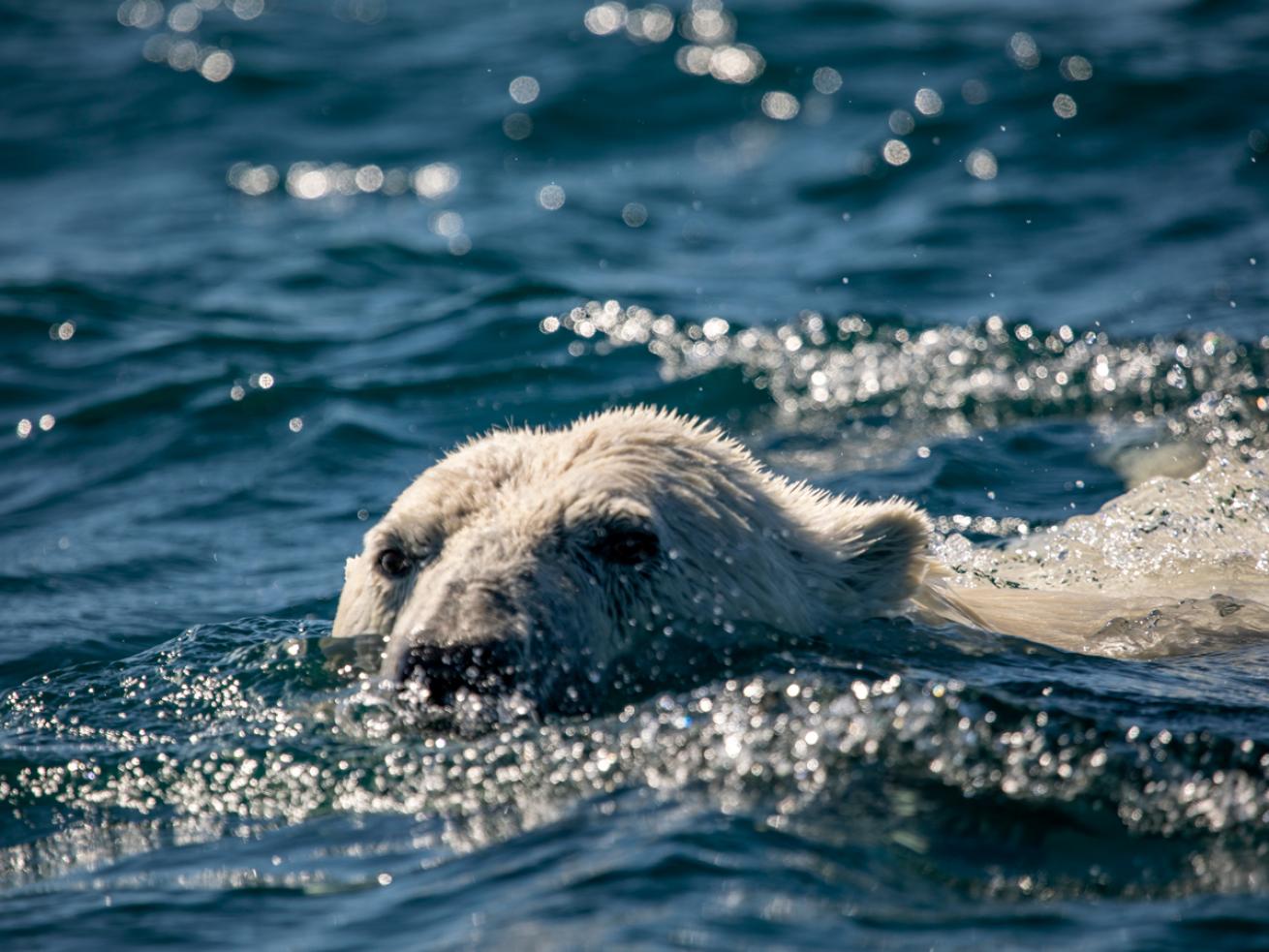 Scuba Diving with Polar Bears in Canada 