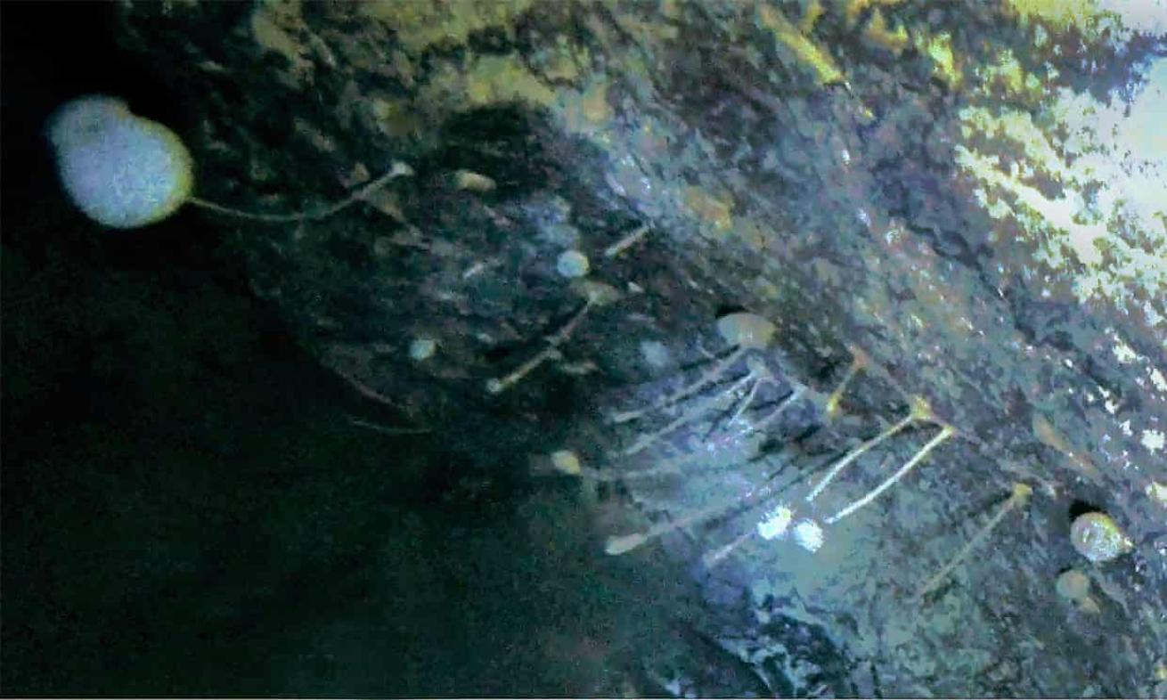 Sponges and other organisms dot a boulder trapped beneath Antarctic ice.