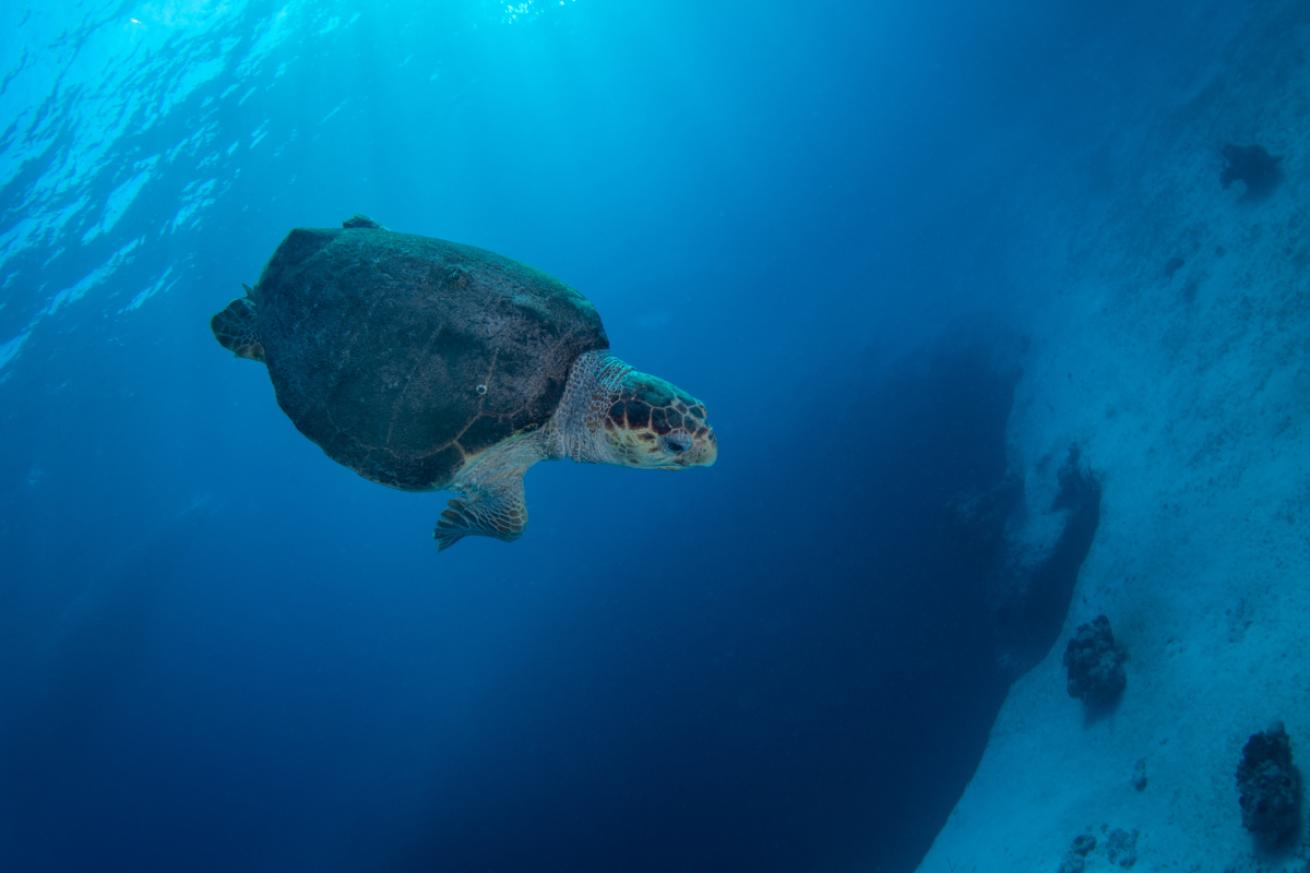 Loggerhead Turtle in Bahamas 