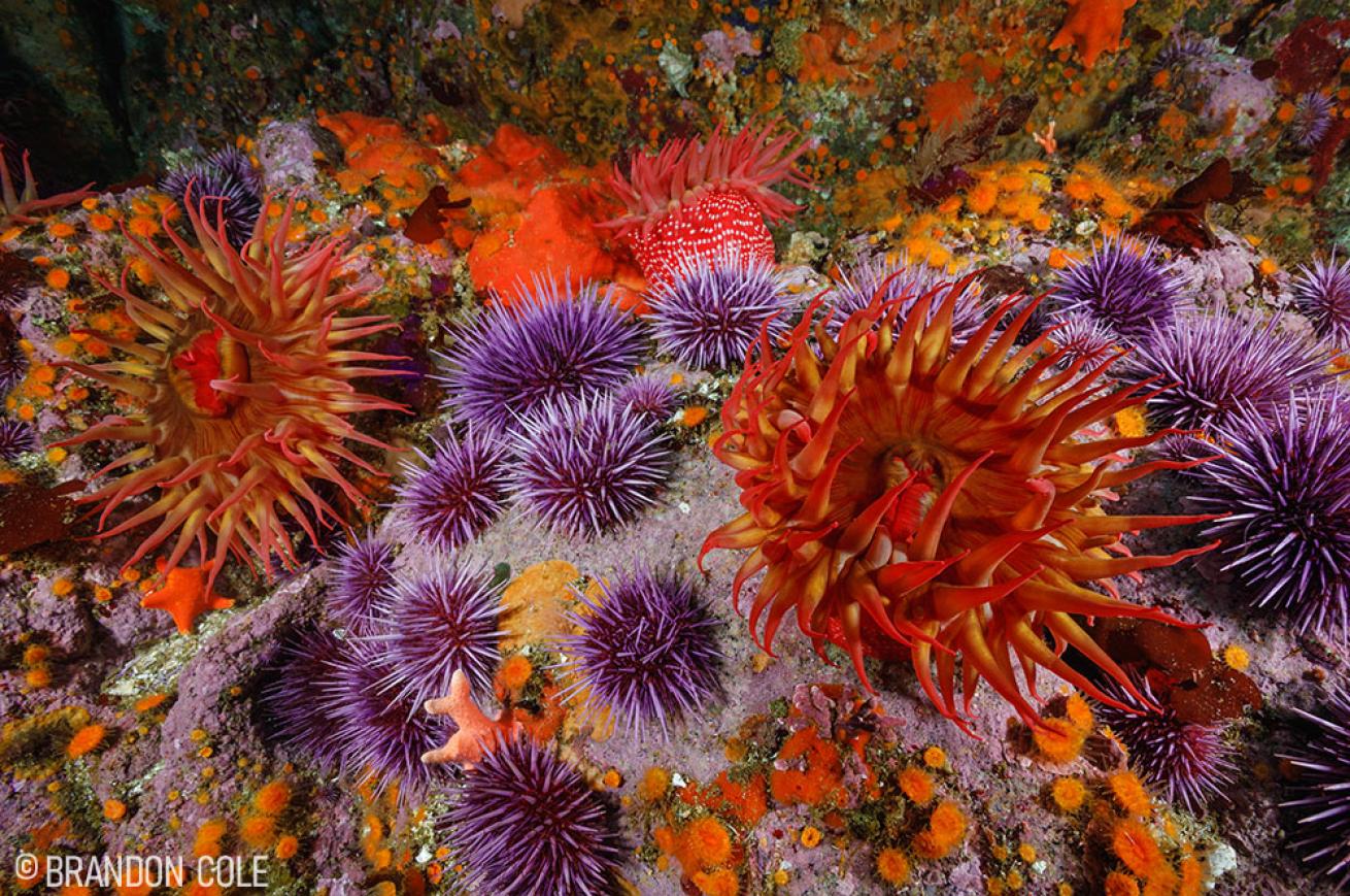 Rose Sea Anemones in California 