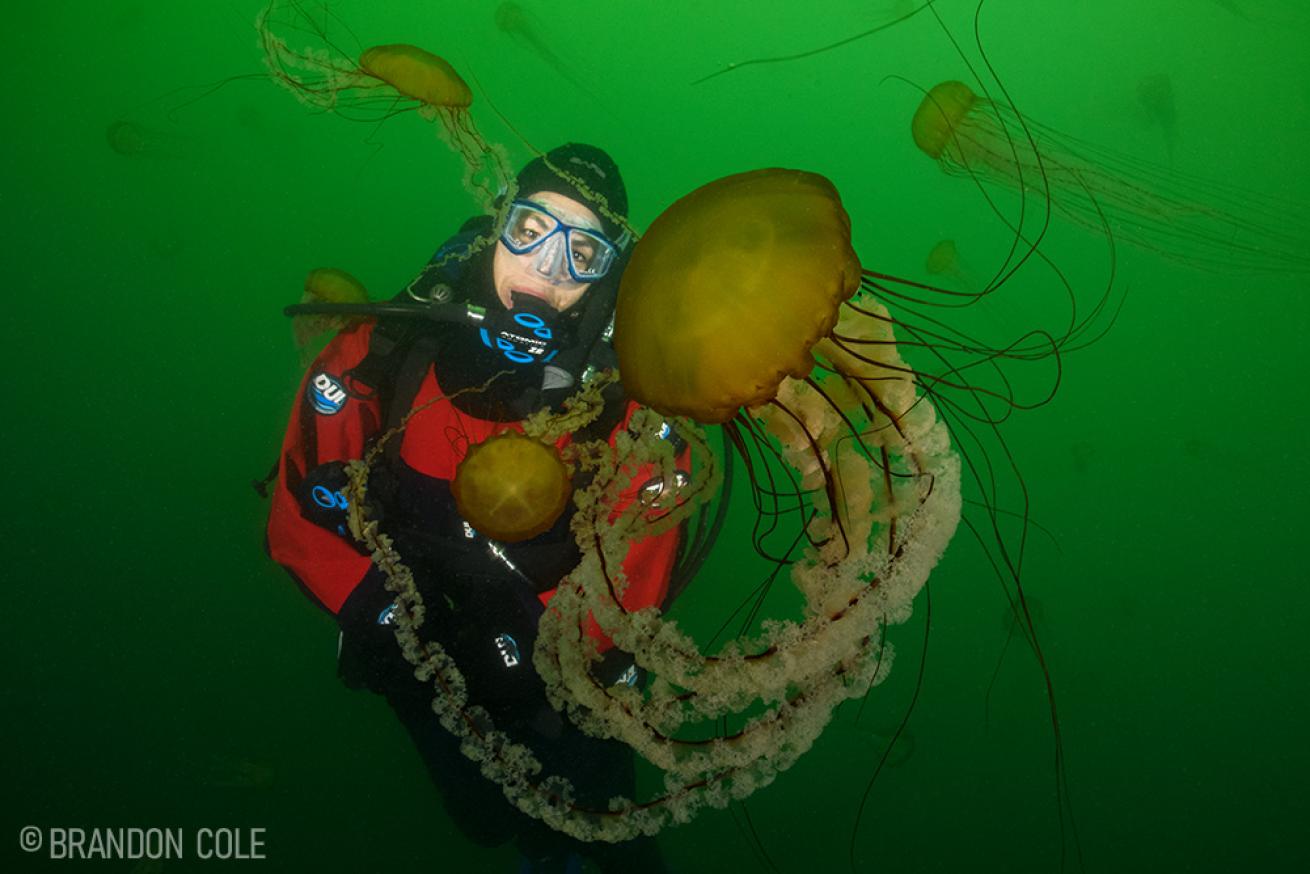 Pacific Sea Nettle Jellyfish in California