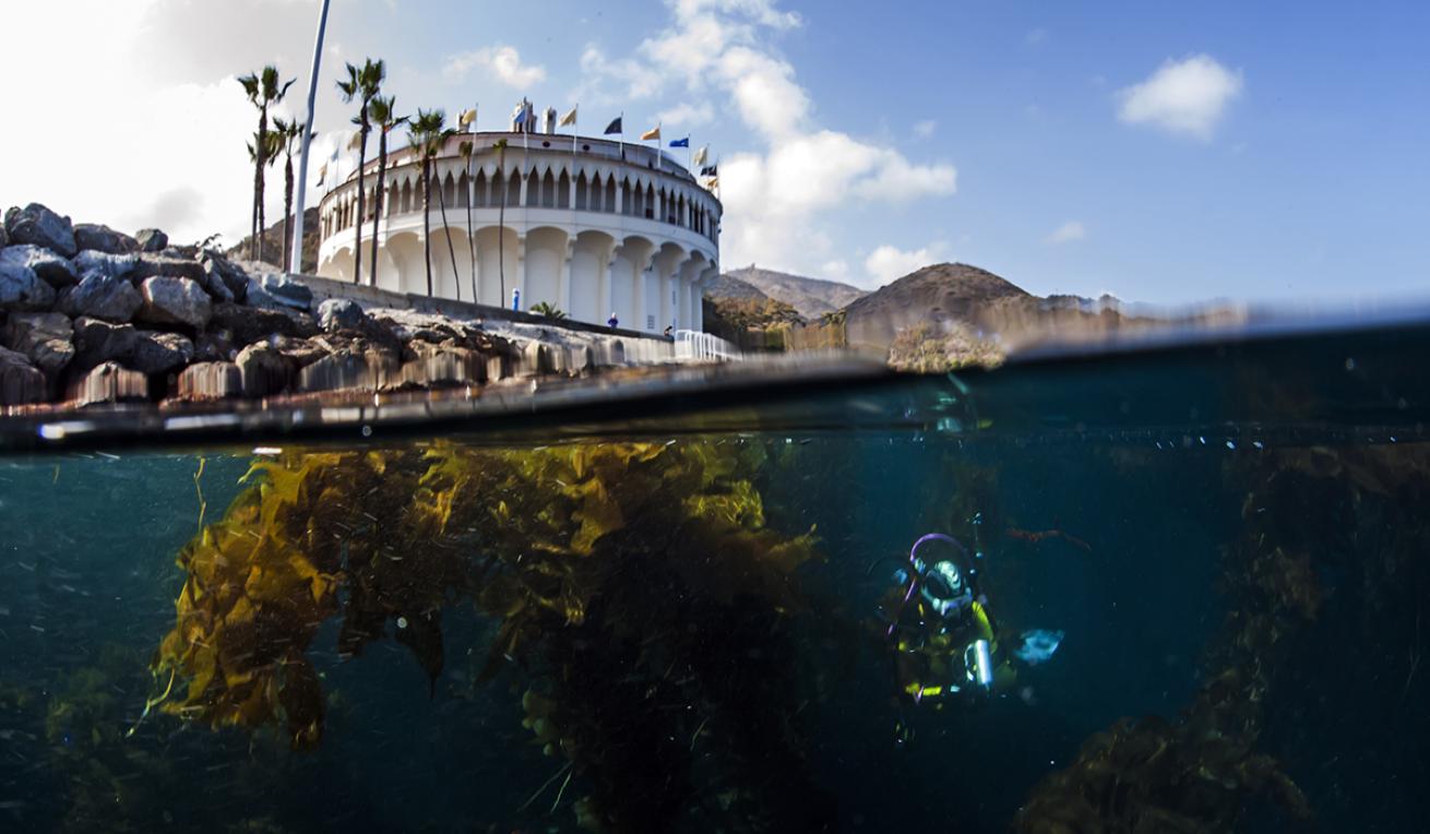 Avalon Point diving at Catalina Island