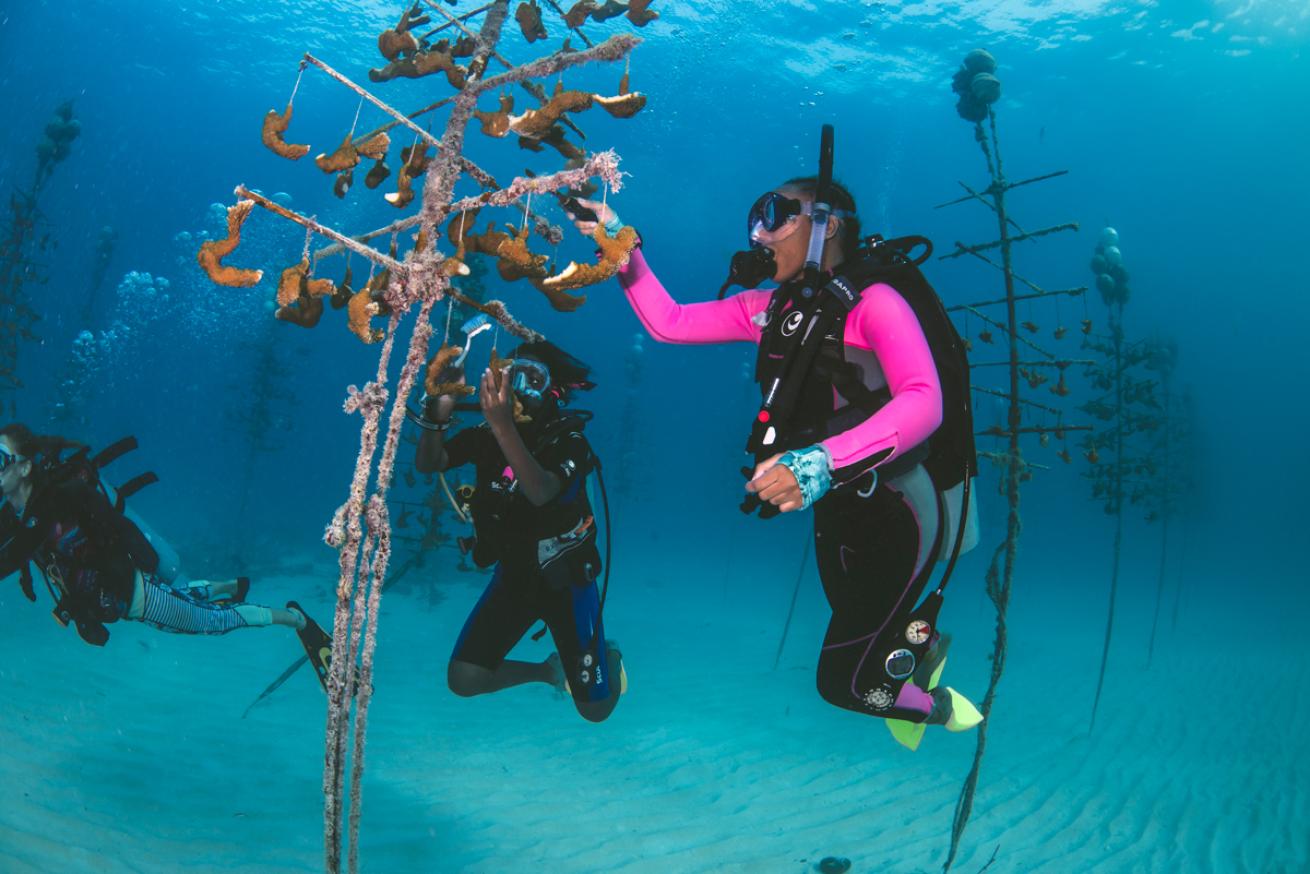 Coral Restoration Foundation Divers Brush Coral